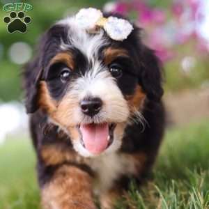 Hey There Delilah, Mini Bernedoodle Puppy